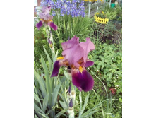 IMG 20160610 184239.jpg