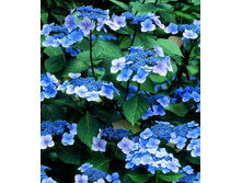 Hydrangea (���������) serr. Bluebird P17/C2 40-50 CM - 5,1
