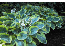 ����� ������� �������.180