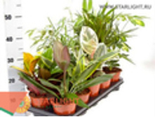 ����� ���� �24 (35) 155.00