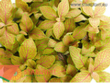 �������� ������ �������� (10) 135.00