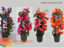 ����������� ����� (80) 1 495.00