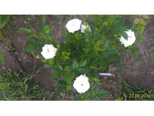 P 20160623 184152 1 p.jpg