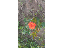 P 20160623 184915 1 p.jpg