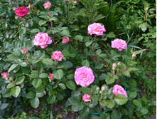 DSC 1722.JPG