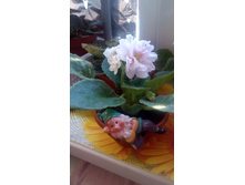 ��������� �����