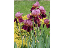 ���� ���������� ������ ��� 150