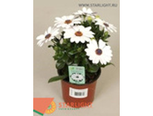 ������������ (25) 155.00