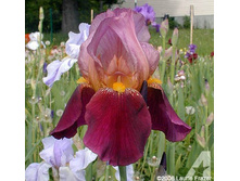 ���� ���������� ������ ��� 150