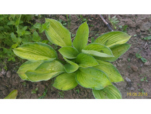 P 20160619 203513 1 p.jpg