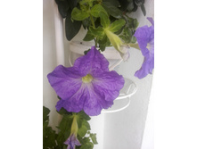 IMG 20160626 100420.jpg