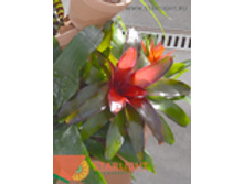 ���������� (35) 355.00