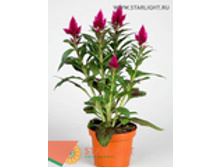 ������� ��� ����� (40) 195.00