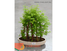 ����������� ������ (45) 2 550.00