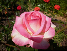 �� "��������"