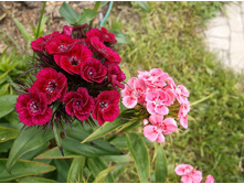 �������� ��������