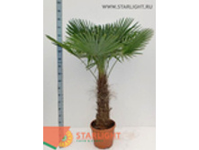 ����������� �������� (180) 8 995.00