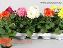 ������� ���� (25) 255.00