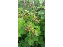 �������- ���� - ���� (��������� � �������)