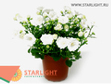 ��������� ���� ������ (20) 355.00