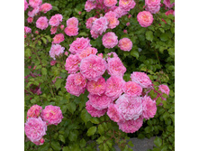 Rosa (����) Drift Sweet C5 - 7,94