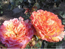 Rosa (����) Free Spirit C5 - 9,0