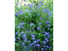 �������� �����