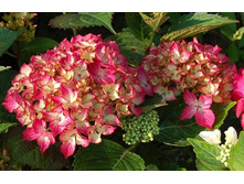 Hydrangea (���������) m. Selma P19/C3 20-25 CM - 5,6