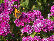 �������� ��������