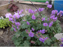 ������ �������