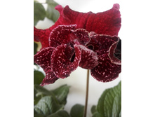 IMG 20160603 183208.jpg