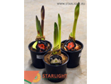 ��������� ��������� �������� (30) 495.00