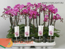 ���������� �2 (25) 495.00