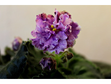 ��-��������