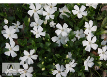�������� gertrude jekyll