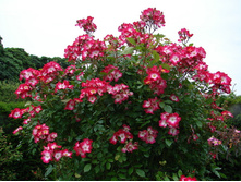 Rosa (����) Bukavu C5 - 9,0