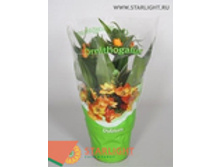 ����������� ������ (30) 655.00