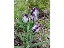 IMG 20150523 175006 4CS.jpg