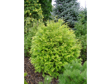 Thujopsis (������) dolabrata - 3,08