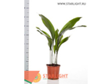 ���������� ������� (70) 995.00