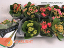 �������� ��������� (25) 145.0