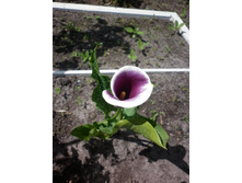 ������ ����� �������  , � ������ ��� ������ ���������� �������� ��� ��� ������� �������� � ��� �������� ���������� ����