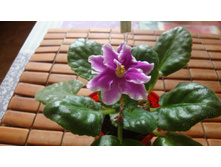 ��-��������� ��������