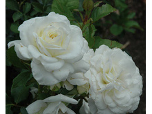 Rosa (����) Moondance C5.5 - 12,95