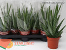 ���� ���� (25) 395.00