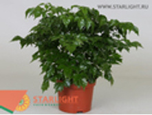 ����������� ������ (30) 265.00