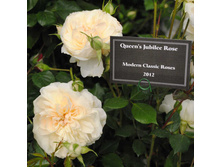 Rosa (����) Queen Jubille Rose C5.5 - 17,86
