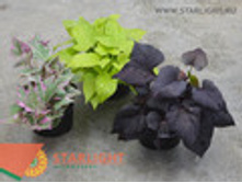 ������ ��������� (35) 255.00