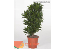 ������� �������� (110) 6 995.00