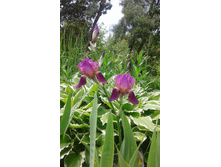 ��� ��������